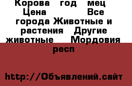 Корова 1 год 4 мец › Цена ­ 27 000 - Все города Животные и растения » Другие животные   . Мордовия респ.